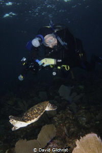 Diver/ photographer 'capturing' turtle. by David Gilchrist 